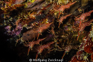 Some shrimps hanging upside down below a rock. Genus Rhyn... by Wolfgang Zwicknagl 